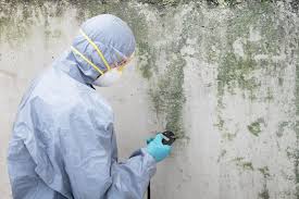 Reliable Boron, CA Mold Prevention & Removal  Solutions